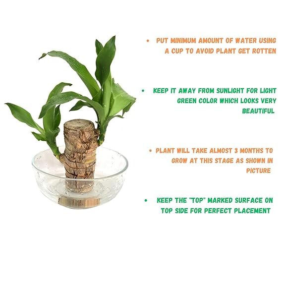 Lucky Brazil Wood Plant With Free Delivery π