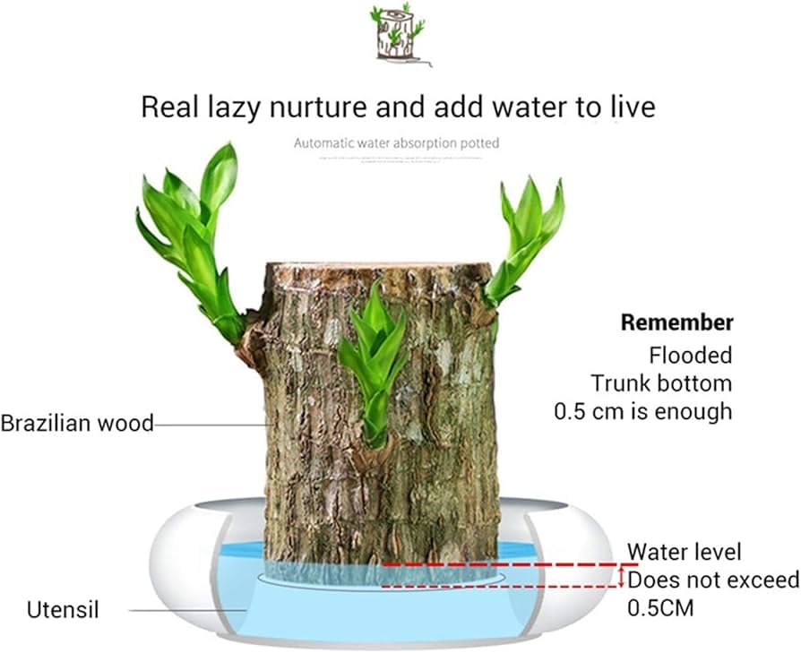 Lucky Brazil Wood Plant With Free Delivery π