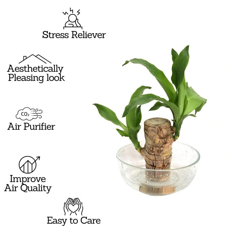 Lucky Brazil Wood Plant With Free Delivery π