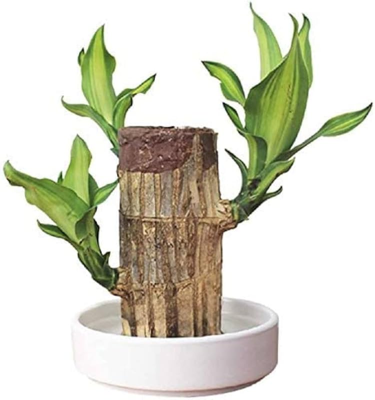Lucky Brazil Wood Plant With Free Delivery π
