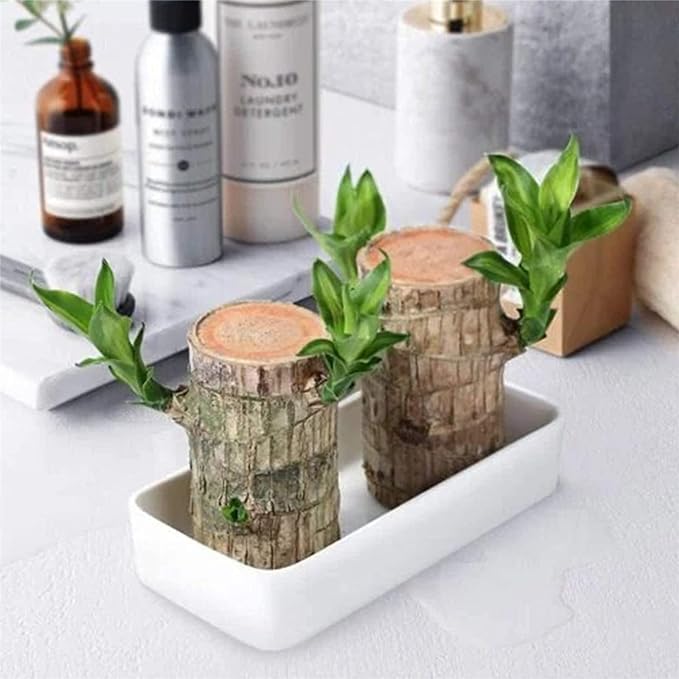 Lucky Brazil Wood Plant With Free Delivery π
