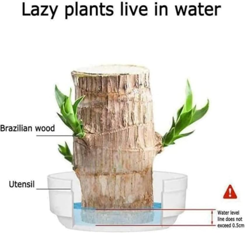Lucky Brazil Wood Plant With Free Delivery π