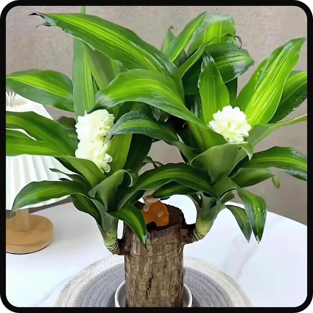 Lucky Brazil Wood Plant With Free Delivery π