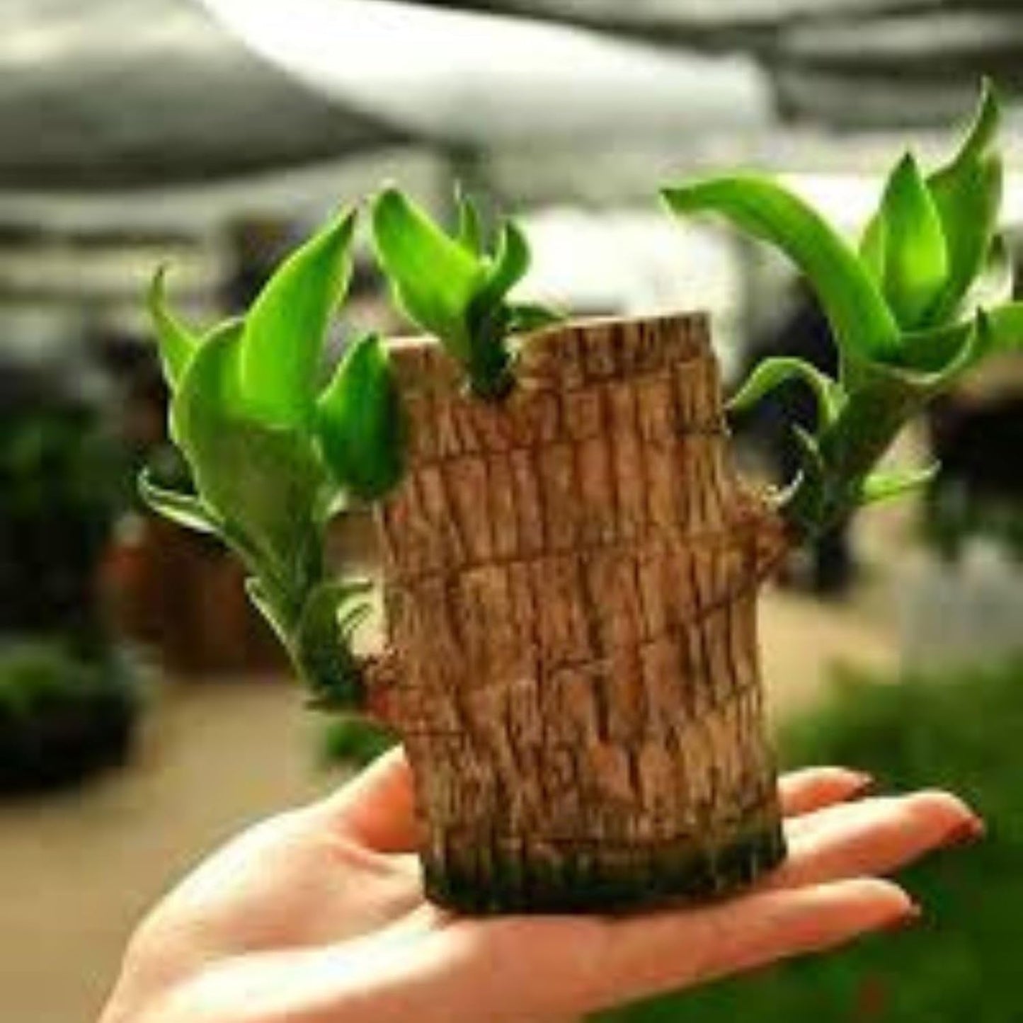Lucky Brazil Wood Plant With Free Delivery π