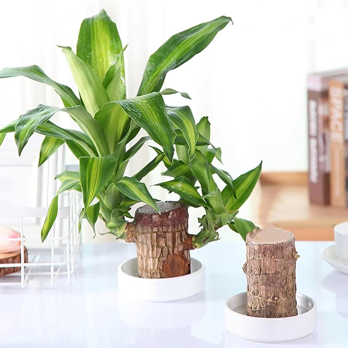 Lucky Brazil Wood Plant With Free Delivery π