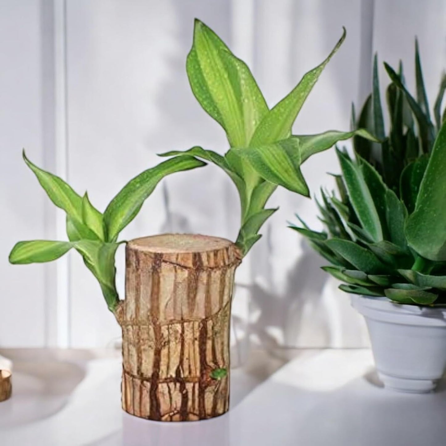 Lucky Brazil Wood Plant With Free Delivery π
