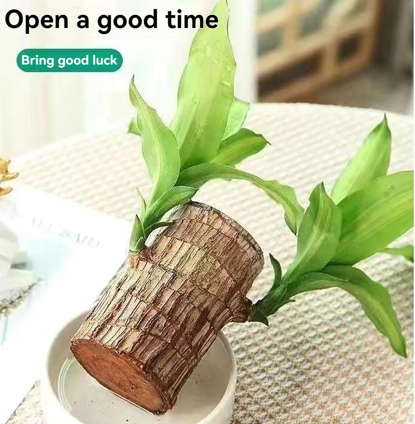 Lucky Brazil Wood Plant With Free Delivery π