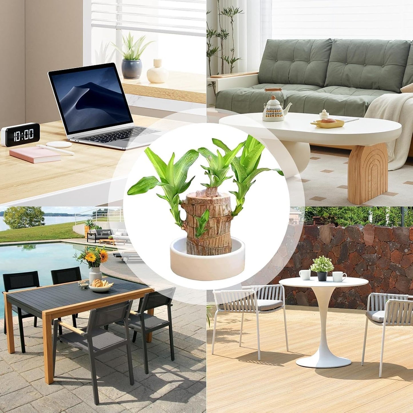 Lucky Brazil Wood Plant With Free Delivery π